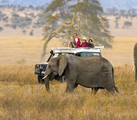 4 jours safari merveilleux au Kenya, dans la réserve de gibier de Masai Mara et le parc national du lac Nakuru. - Photo 4