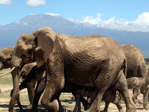 6-Daagse Luxe Safari in Masai Mara, Nakuru en Amboseli, Kenia