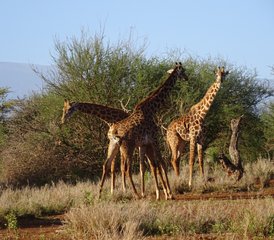 43 días de safari en Kenia en los parques nacionales de Tsavo Este y Amboseli - Photo 1