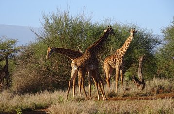 3 días de safari en Kenia en los parques nacionales de Tsavo Este y Amboseli