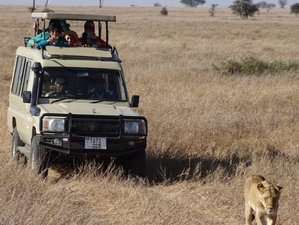 4 Day Kenya Group Joining Safari in Maasai Mara and Lake Nakuru
