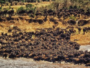 Safaris de migración