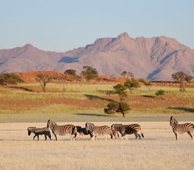 7 Day Southern Namibia Safari Adventure Camping Tour - Photo 3