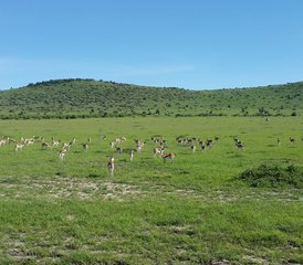 3-Daagse Prachtige Safari in Maasai Mara National Reserve, Kenia - Photo 3