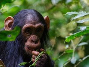 5 Days Gorilla and Chimps Safari in Uganda