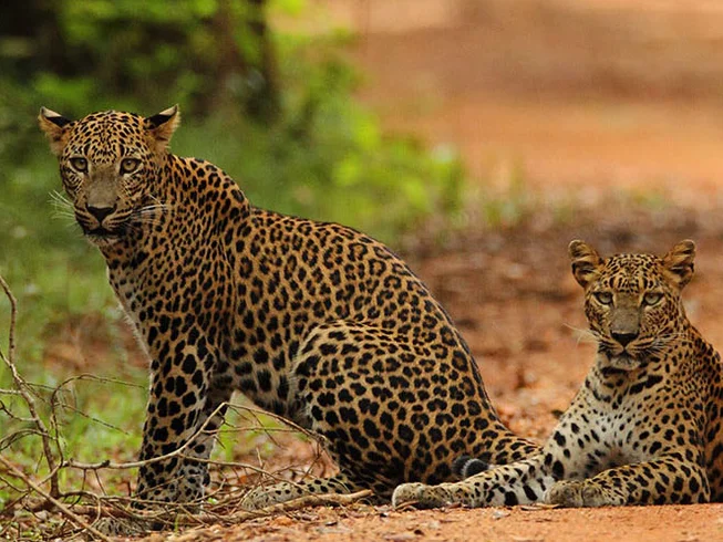 7 Day Guided Motorcycle Tour with Wildlife Experience and Historical Sites in Sri Lanka photo 9