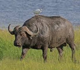8 Täge Samburu-, Solio Ranch-, Lake Nakuru- und Masai Mara-Safari in Kenia - Photo 2