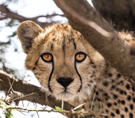 5 Tage Tansania Safari mit Heißluftballon im Tarangire, Serengeti und Ngorongoro Krater, Tansania - Photo 2