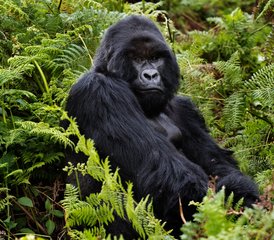3 Tage Gorilla-Trekking-Expedition Volcanoes National Park, Ruanda - Photo 2