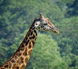 65 Day Safari to Discover Tanzania's Wildlife Splendor - Photo 1