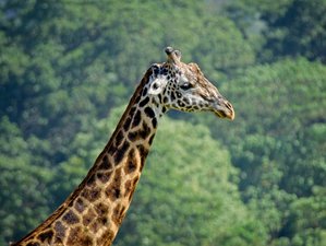 5 Day Safari to Discover Tanzania's Wildlife Splendor