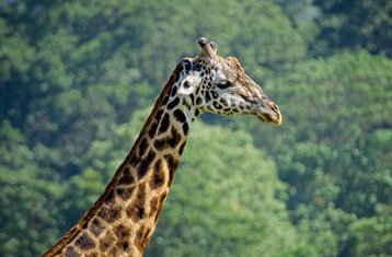 5-Daagse Safari om de Pracht van Tanzania’s Wildlife te Ontdekken