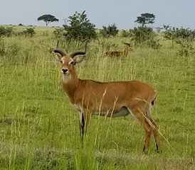 8 Tage Primaten-Begegnung und Game-Safari-Abenteuer von Entebbe nach Kigali, Uganda - Photo 5