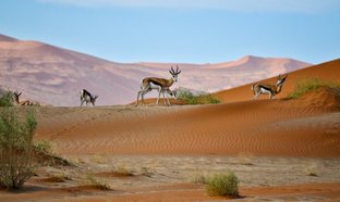 Sossusvlei Retraites et Voyages