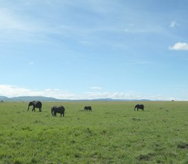 5 días de safari económico en Masái Mara, el lago Nakuru y el Parque Nacional de Hell's Gate, Kenia - Photo 2