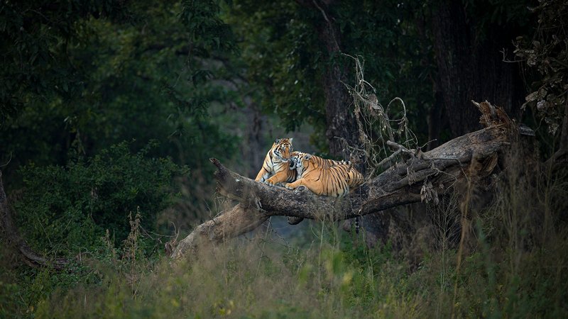 12 Day Ultimate Snow Leopard Wildlife Expedition Tour in India
