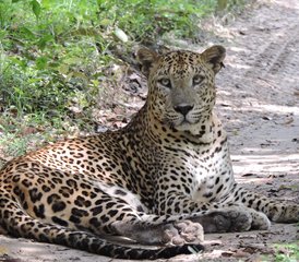 3 Day Affordable Camping Safari in Wilpattu National Park, North Central Province, Sri Lanka - Photo 3