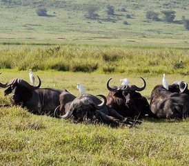 5 Jours en Safari en Groupe en Tanzanie Au Tarangire, Serengeti Et Cratère Du Ngorongoro, Tanzanie - Photo 2