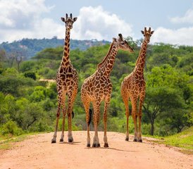 102 Tage Road Safari im Tsavo East Nationalpark von Mombasa, Kenia - Photo 1