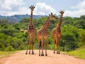 2 Day Road Safari in Tsavo East National Park from Mombasa