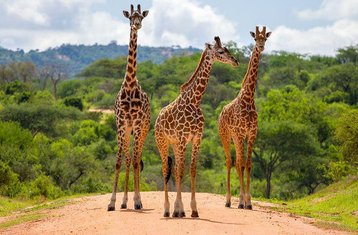 2 jours en stage de safari routier dans le parc national de Tsavo Est au départ de Mombasa, Kenya
