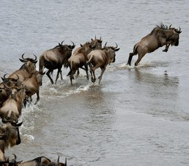 4 Tage private Safari in Tansania: Tarangire, Serengeti & Ngorongoro-Krater - Photo 4