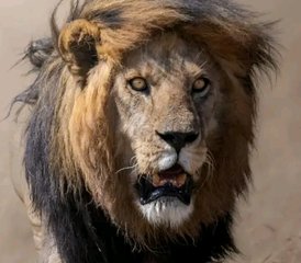 9 días de safari fotográfico de la Gran Migración en Tanzania, Serengeti y el cráter del Ngorongoro - Photo 5