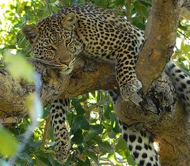 4 Tage Khwai Concession und Moremi Game Reserve Safari in Botswana mit Mokoro-Fahrt - Photo 2