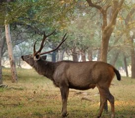 12 días de safari de fauna salvaje y tigres en Kanha, Pench y Tadoba, India - Photo 5