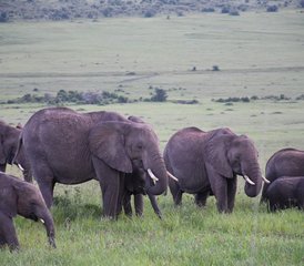 3 Tage Beste Amboseli Private Safari in Kenia - Photo 3