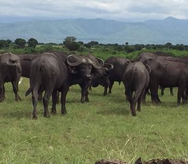 16 días de safari y senderismo en el monte Rwenzori, Uganda: gorilas y safaris en 4x4 - Photo 3