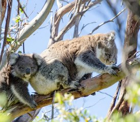 3 Tage Great Ocean Road und Grampians Wildlife Tour in Australien - Photo 4