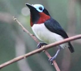 8 Tage Ghana Waldvogel und Naturtour - Photo 2