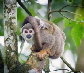 8-Daagse Amazon Jungle Yoga en Wildwatervaren Tour in Ecuador - Photo 5