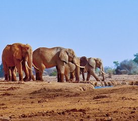 5 días de safari por Tsavo West, Amboseli y Tsavo East en Kenia desde Mombasa o Diani - Photo 2