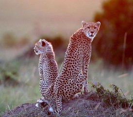3 jours safari économique au parc national de Mikumi, Tanzanie - Photo 3
