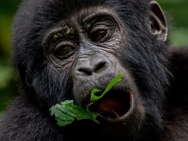 3 jours en stage face à face avec les gorilles au parc national des gorilles de Mgahinga, Ouganda - photo 2