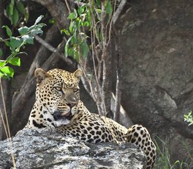 4-Tage Budget-Safari in der Masai Mara, am Lake Naivasha und im Hell’s-Gate-Nationalpark in Kenia - Photo 4