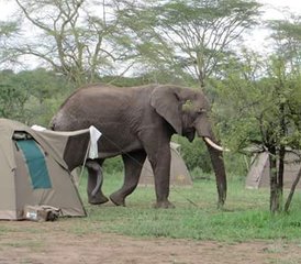 94 días de safari en Tanzania en el lago Manyara, el cráter del Ngorongoro y Tarangire - Photo 1