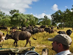 6 Days Big 5 Kruger Safari from Johannesburg in South Africa
