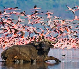 4 días de safari por los lagos del Gran Valle del Rift en Kenia - Photo 2