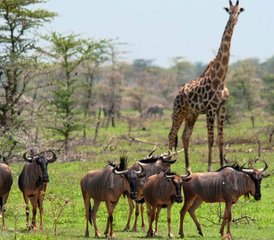6 jours safari Best of Kenya et Tanzanie – découverte de la faune et de la culture de l’Afrique de l’Est - Photo 3