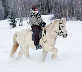 6 Tage Multi-Aktivitäten Winterreiturlaub in Svansele, Schwedisch-Lappland - Photo 5