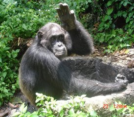 4-Daagse Gombe Chimpansee Trekking en Jane Goodall Legacy Safari in Tanzania - Photo 2