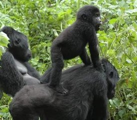 10 jours Évasion au cœur des terres sauvages de l’Ouganda et du Rwanda, Ouganda et Rwanda - Photo 2