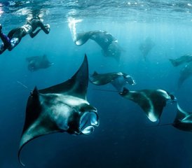 8 jours en stage de conservation marine et yoga avec snorkeling ou plongée sur un yacht privé aux Maldives - Photo 3