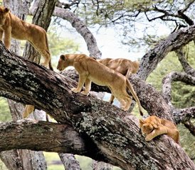 3 Day Tarangire, Manyara, and Crater Small Group Safari in Tanzania - Photo 2