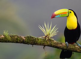 Osa Peninsula Retreats & Trips