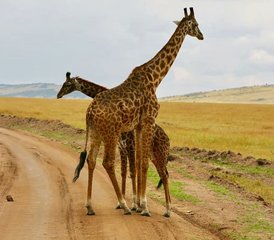 7 días de safari privado de acampada en Tanzania - Photo 3