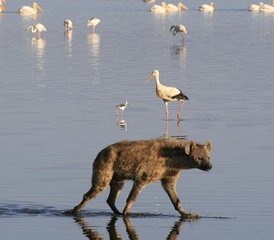 5-Daagse Privésafari met Budget naar Masai Mara en Lake Nakuru in Kenia - Photo 2